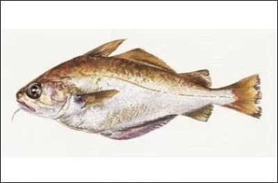 Quel est le nom de cette race de poisson ?