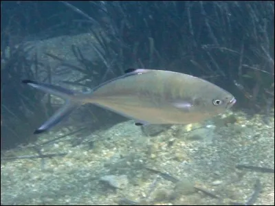 Quel est le nom de cette race de poisson ?