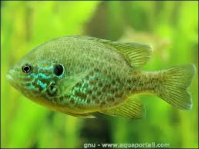 Quel est le nom de cette race de poisson ?