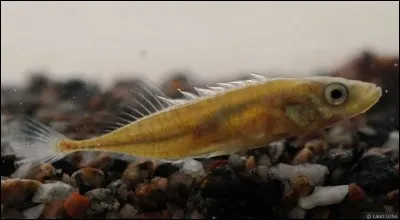 Quel est le nom de cette race de poisson ?