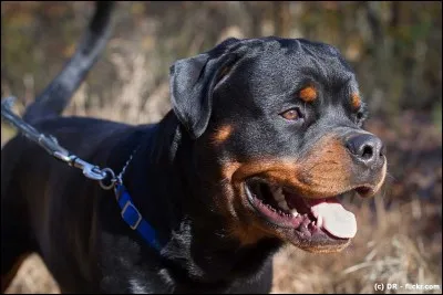 Quelle est cette race de chien ?