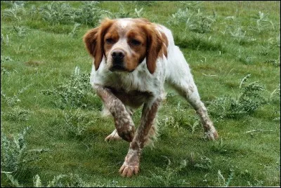 Quelle est cette race de chien ?
