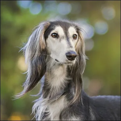 Quelle est cette race de chien ?