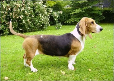 Quelle est cette race de chien ?