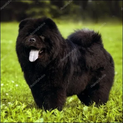 Quelle est cette race de chien ?