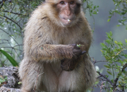 Quiz Le macaque de Barbarie
