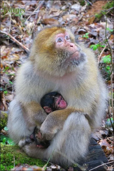 Les bébés naissent en haut des arbres...
