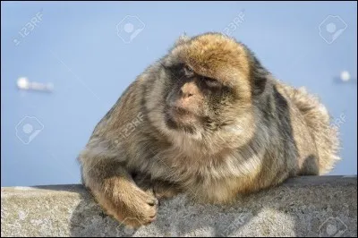 Cochez l'information fausse à propos du chef d'un groupe de macaques de Barbarie.