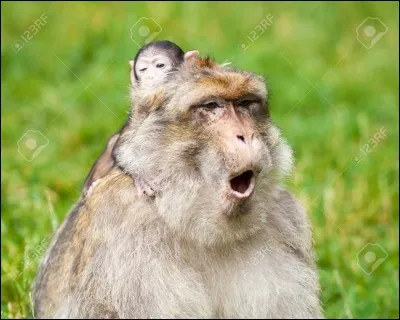 Pour finir, vous savez que ce sont les mâles qui s'occupent des bébés.