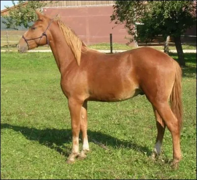 Quelle est la robe de ce bel étalon ?