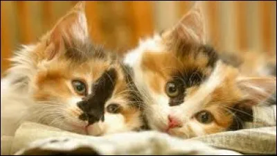 Et complétez maintenant cette citation de Victor Hugo : 
Dieu a inventé le chat pour que l'homme ait ... à caresser chez lui.