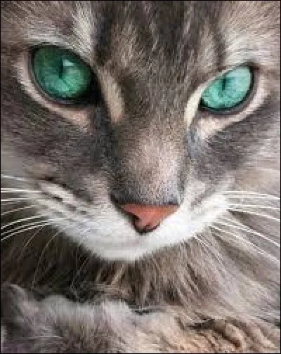 Complétez à présent cette citation de Tomi Ungerer : 
Les chats sont malins et conscients de...