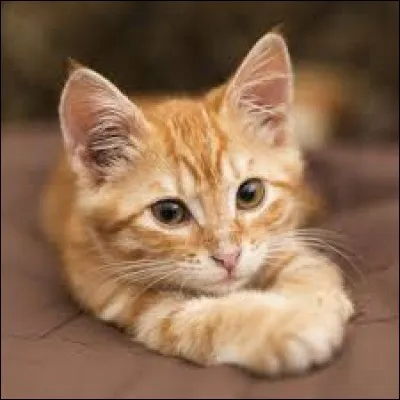 Et en voici une de Ernest Hemingway : 
Le chat est d'une honnêteté absolue : les êtres humains cachent, pour une raison ou une autre, leurs ... Les chats, non.