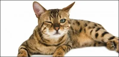 Complétez celle-là de Jean Cocteau : 
Petit à petit les chats deviennent l'âme de ...