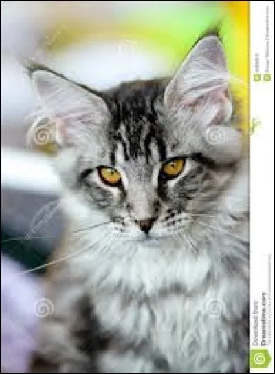 Ton coéquipier et toi, vous êtes à la poursuite d'un chat ennemi introduit sur votre territoire lorsque ton ami tombe et se foule une patte.