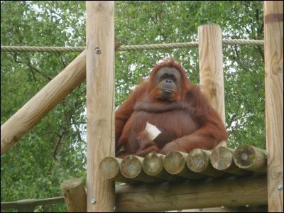 Comment s'appelle la femelle orang-outan de Touroparc ?