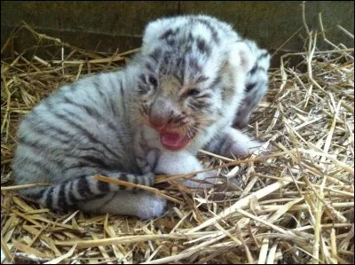 Comment s'appelle la femelle tigre en 2018 à Touroparc ?