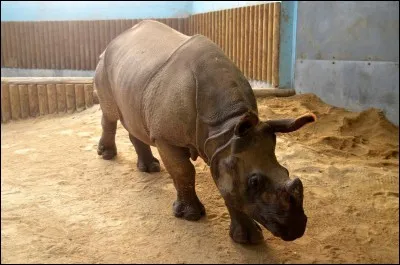 Quel est le nom des 2 femelles rhinocéros ?