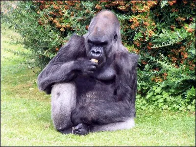 Comment s'appelait le gorille de Touroparc ?