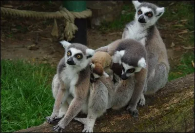 Quel animal peut-on voir en premier dans le parc ?