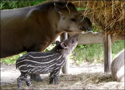 Combien y a-t-il de membres dans la famille tapir de Touroparc ?