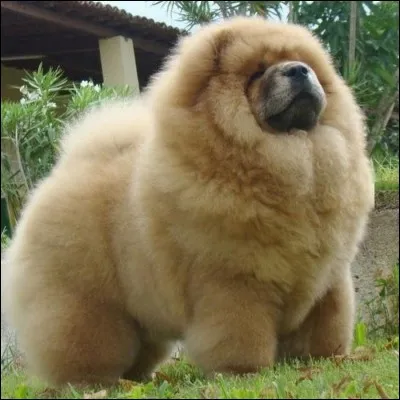 De quelle origine est le chow-chow ?