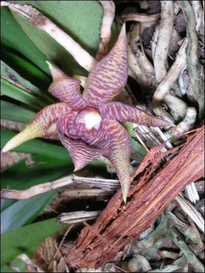 Langue nationale du Pakistan !