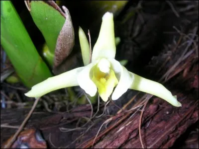 Fameux comestible, l'amanite des Césars !