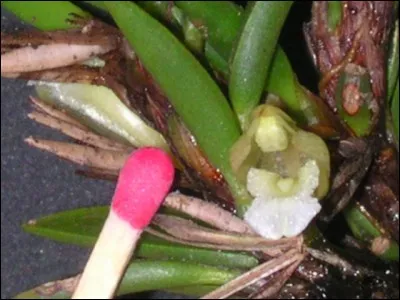 Furoncle, appelé familièrement compère-loriot, situé au bord de la paupière !