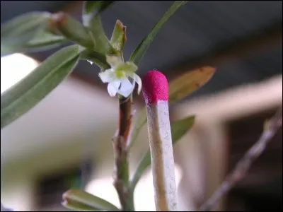 Autre nom de la marjolaine !