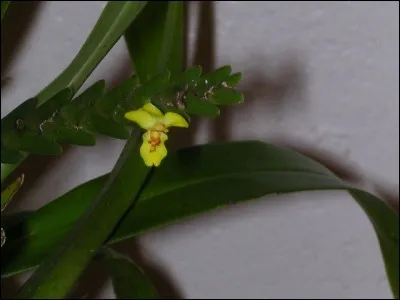 Tache ronde sur le plumage d'un oiseau, une aile d'insecte ou le pelage d'un mammifère !