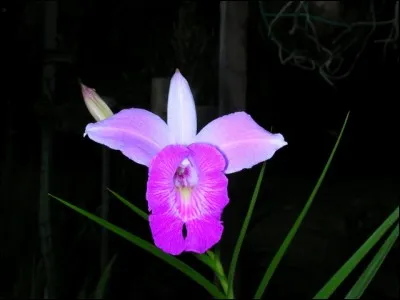 Forme d'alcoolisme due à l'abus presque exclusif du vin !