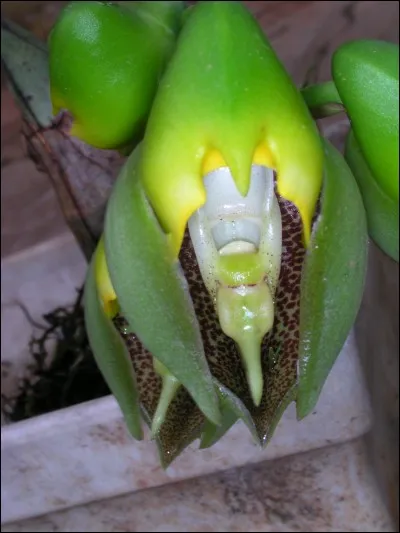 Mammifère ruminant, voisin de la girafe !