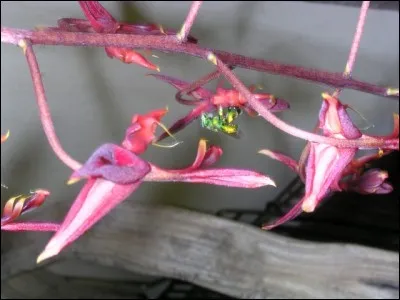 C'est le nom de la personne qui cultive l'olivier !