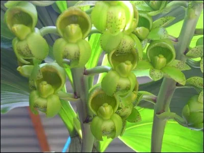 Peut-être le plus beau félin du monde !