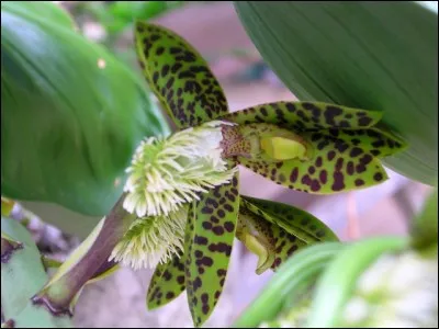 Orchidée dont les fleurs ressemblent à des insectes !