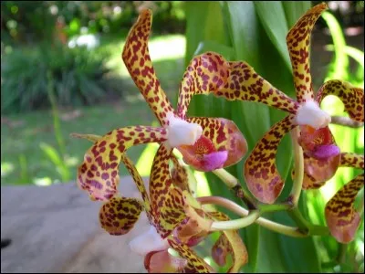 Nom des Chrétiens par rapport à leur pasteur ou leur curé !