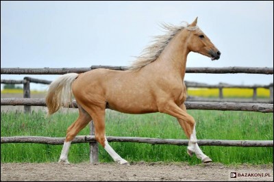 De quelle couleur et ce cheval ?