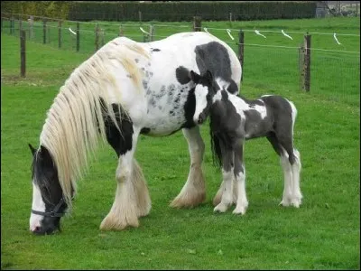 Comment s'appelle cette robe ?