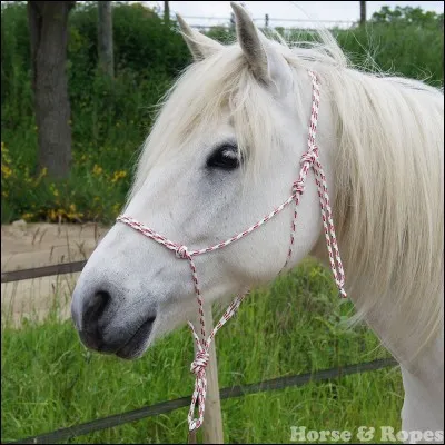 Comment s'appelle ce licol ?