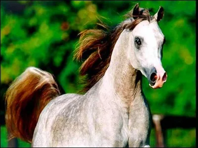 Comment s'appelle la race de ce cheval ?