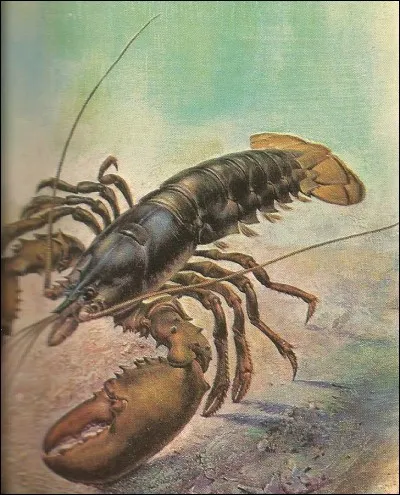 Quelle est la durée maximum de vie d'un homard ?