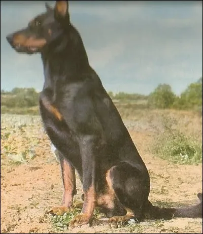 Quel est ce chien-berger ?