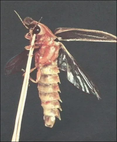Cet insecte a pour nom...