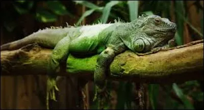 Lui, c'est "l'Iguane". Savez-vous qui est ce chanteur ?