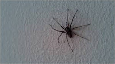 Tu veux mettre un poster sur ton mur soudain tu vois une grosse araignée sur le mur ! Que fais-tu ?