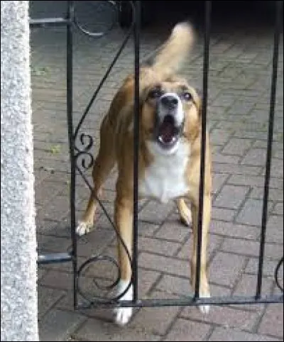 Tu te promenes dans la rue soudain tu entends un "ouaf" derrière un portail ! Que fais-tu ?