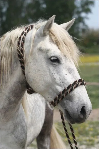 Quelle est cette race de cheval ?