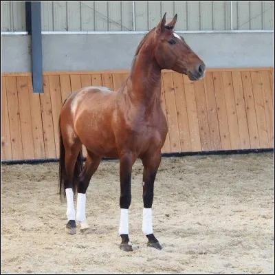 Quelle est cette race de cheval ?