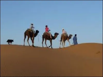 Sur l'image, vous pouvez voir une promenade à (2 bosses) dos de :
